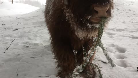 Scottish Highland Cattle In Finland Fluffy calf eating spruce branches