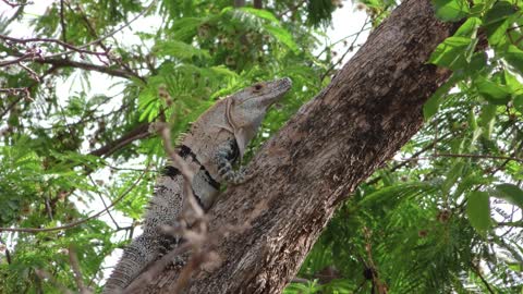 Lizard Video | Tokay Gecko Nature Video | Lizard on Tree |