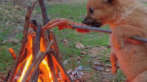 Can't eat hot chicken feet in a hurry cute pet dog