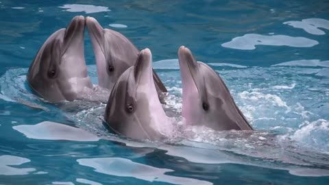 Dolphins dancing at a show