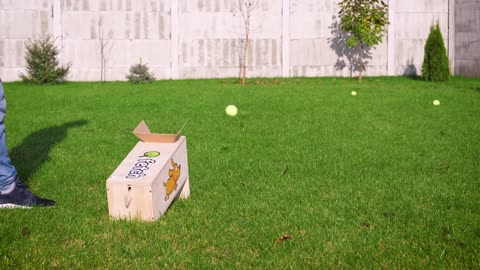 Dog Ball Launcher Your Dog Wants to Try