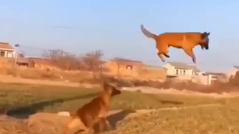 Dog funny jumping shorts video....