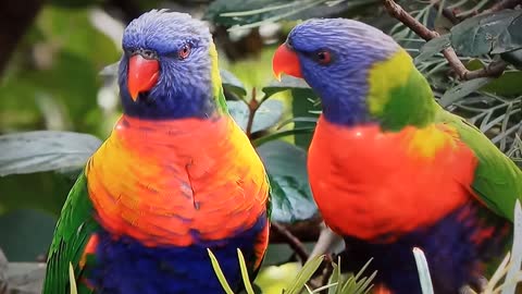 Beautifull parrot's