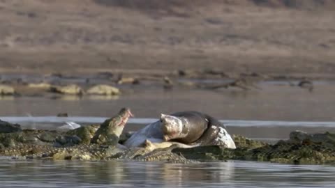 Hippo Rescues Wildebeest From Certain Death