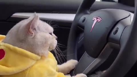 cute cat status video😻 | cat driving tesla #shortvideo #ytshorts #youtubeshorts #shortsfeed #shorts