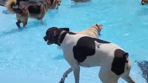 Pool Day for the Pups || ViralHog