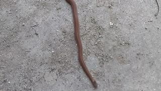 Texas Brown Snake