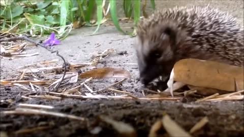 Cute Hedgehogs - Short videos Compilation