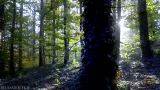 Forest Relaxation Film 4K - Peaceful Relaxing Music - Nature 4k