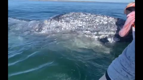 Humpback Whales kisses 😍🥰🐋