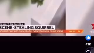 Squirrel accident victim