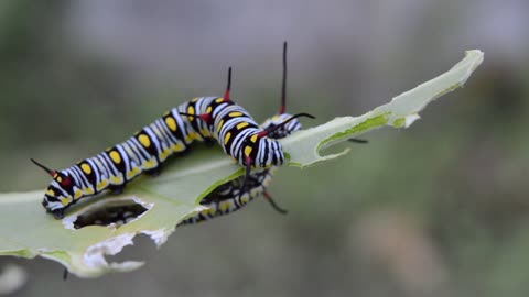 Watching caterpillar eating leaves.