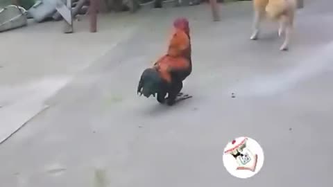 Funny animals Dog and rooster