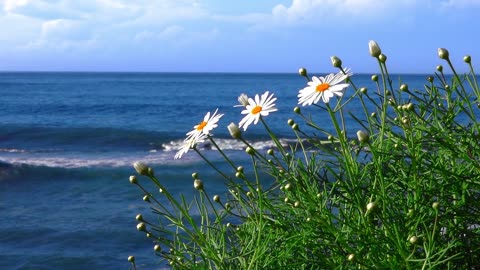 Beautiful flowers near the sea / river