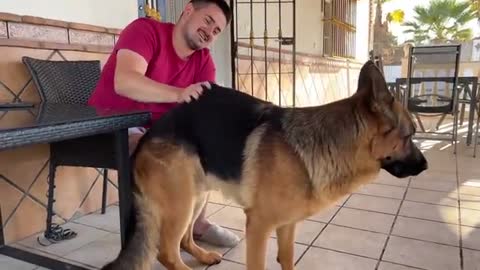 Talking German Shepherd doesn't want owner to leave