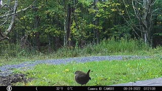 Cute little bird