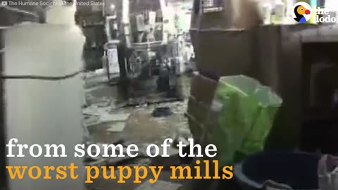 Saddest Puppy Mills: Pet Store Sells Dogs From Puppy Mill | The Dodo