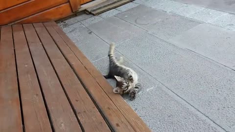 Mom cat cleaning her kitten by force