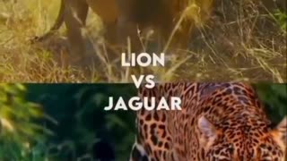 Lion vs Jaguar which will be victorious