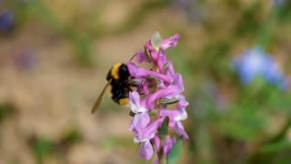 Relaxing video From A Nature docyumentry