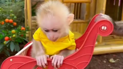 Baby monkey Obi bath in the bathtub and playing with BiBi monkey #cute #monkey