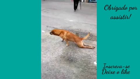 Cutest and funniest animals Dogs and cats doing funny things