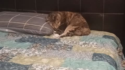 Adorable Cat Resting on a Pillow