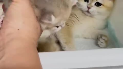 Mother Cat's Intense Gaze- Witnessing the Love and Concern of a First-Time Mother