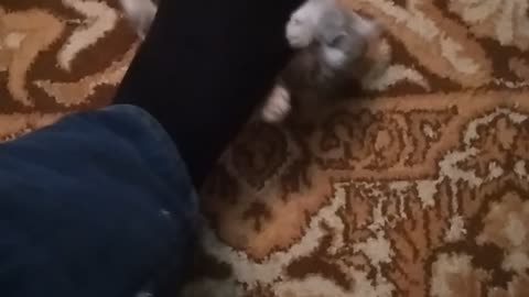 My cat playing
