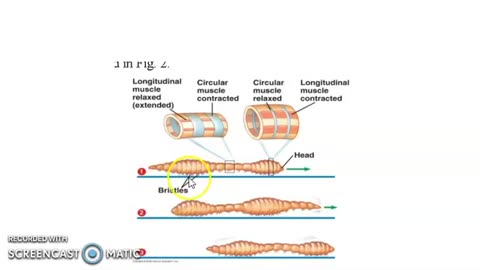 Locomotion in Earthworm Class 12 Biology_Cut