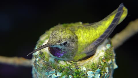 The close up of a female hummingbird sitting on her nest.