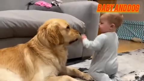 Video of dog and baby 🍼