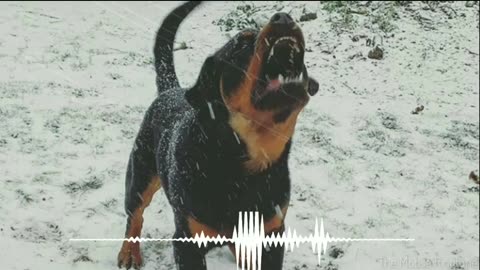 Dog Barking Sound - Dog Sound Effect