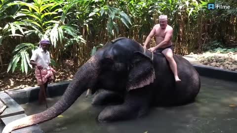 Extremely funny video of elephants | new funny video | new funny video 2021 | animale funny video