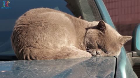 Clips for beautiful cats during sleep