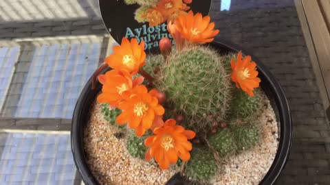Cactus Aylosteria Pulvinosa In Bloom.