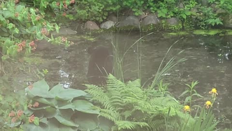 Black Bear Takes a Dip in Backyard Pond