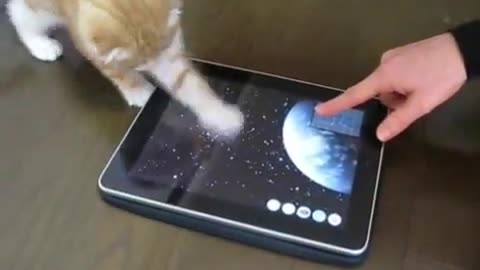Cute kitten playing with an ipad