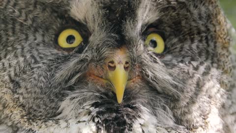 great gray owl strix is a very large