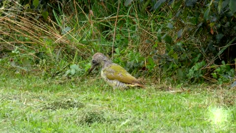 Green Woodpecker, Juvenile, Female, Walthamstow Waterworks Nature Reserve, London, 05th Sept 2022