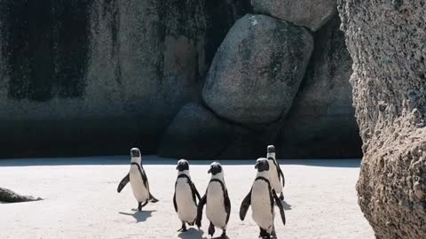 A group of penguins are moving