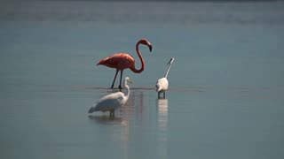 Peaches has Lunch with the Great Egrets