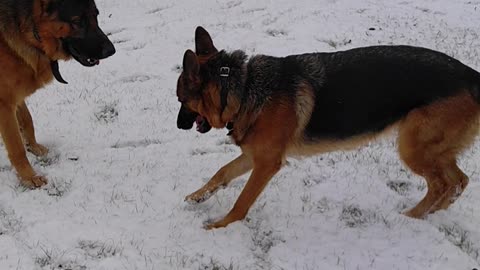 German Shepherds Playing after Snow Dusting in South Georgia