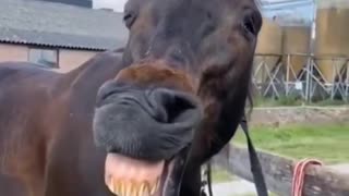 Horse laughing so hard