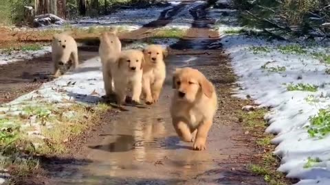 Puppies running towards you