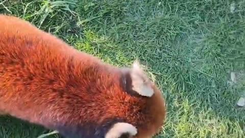 Red pandas are cute animals