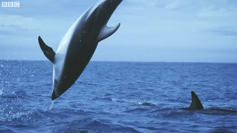 Diving With Dolphins - Joy | Mindful Escapes | BBC Earth