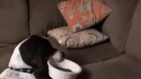 Dog carries bowl full of food to eat on the couch🐶😂