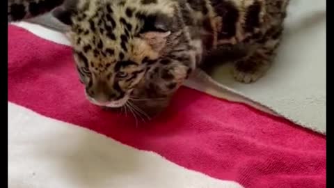 The sound of a leopard cub is so special