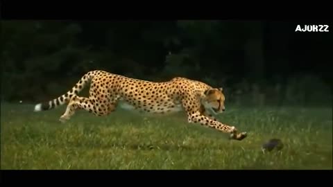 Mind Blowing Cheeta approching prey ....